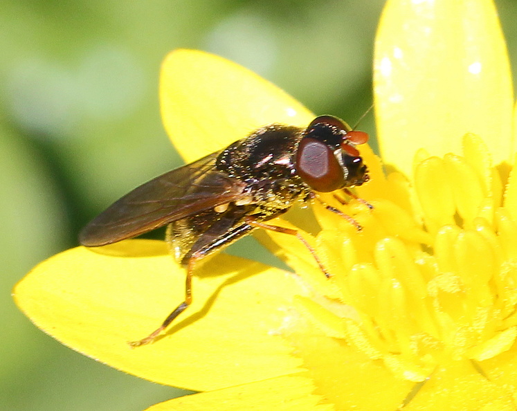 Large orange antennae April 2015 IMG_4554 ch pagana f ++BC.jpg